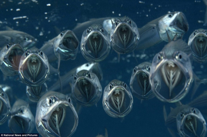 Đây là loài cá thu Ấn Độ với thân hình gần như trong suốt và chỉ đáng sợ khi lại gần.