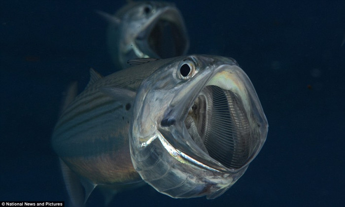 Nhìn hình thù kinh quái của loài cá này không ít người "yếu bóng vía" sẽ phải lao vội ra khỏi vùng nước.