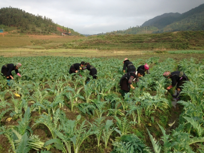 Thu hái cây Atisô theo tiêu chuẩn GACP-WHO.