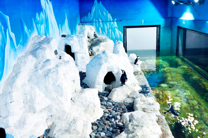 Đàn chim cánh cụt tại Thủy cung Vinpearlland được nuôi dưỡng trong môi trường mô phỏng đúng với môi trường sống tự nhiên. Đàn chim cánh cụt tại Thủy cung Vinpearlland được nuôi dưỡng trong môi trường mô phỏng đúng với môi trường sống tự nhiên.