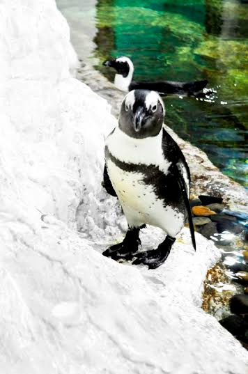 Pengo đi những bước đi đầu tiên tại Thủy cung Vinpearlland Aquarium Times City . Pengo đi những bước đi đầu tiên tại Thủy cung Vinpearlland Aquarium Times City .