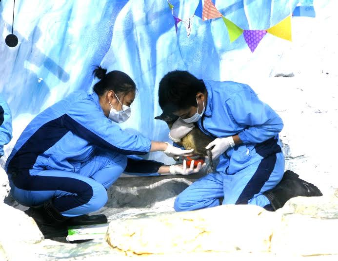 Pengo vừa được các kỹ sư theo dõi và chăm sóc chu đáo. Pengo vừa được các kỹ sư theo dõi và chăm sóc chu đáo.