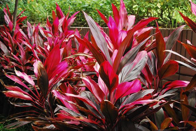 Lá huyết dụ. Lá huyết dụ.