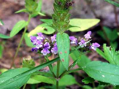 Hạ khô thảo. Hạ khô thảo.