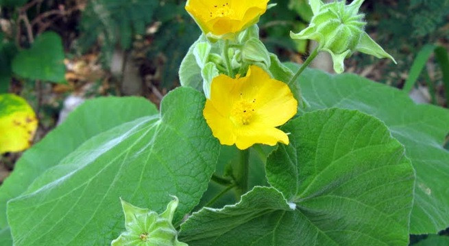 Cây cối xay. Cây cối xay.