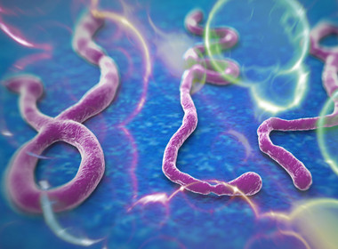 Vi rút Ebola. Vi rút Ebola.