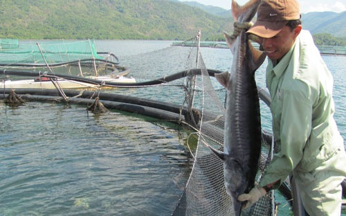 Nuôi cá tầm ở hồ Đăk Mi-Lâm đồng - Ảnh: CTV.
