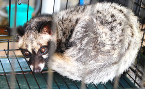 Tuy đông nhưng chồn cũng rất kén ăn. Tuy đông nhưng chồn cũng rất kén ăn.