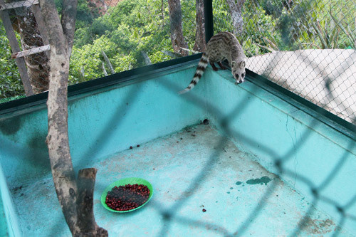 Trong mỗi chuồng nuôi chồn đều có sẵn một dĩa trái cà phê. Trong mỗi chuồng nuôi chồn đều có sẵn một dĩa trái cà phê.