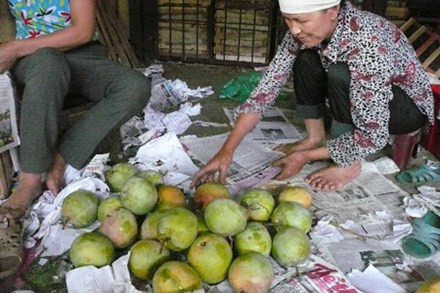 Xoài được bọc báo và chuyển sang thùng catton khác trước khi chuyển đi các tỉnh lẻ, các chợ trên địa bàn nội đô. Xoài được bọc báo và chuyển sang thùng catton khác trước khi chuyển đi các tỉnh lẻ, các chợ trên địa bàn nội đô.