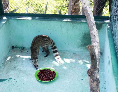 Mỗi lần chồn chỉ lựa chọn để ăn khoảng 30 - 40% số trái cà phê chủ nhân cung cấp. Mỗi lần chồn chỉ lựa chọn để ăn khoảng 30 - 40% số trái cà phê chủ nhân cung cấp.