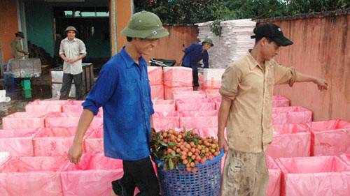 Thu gom vải thiều, đóng thùng xuất đi Trung Quốc. Thu gom vải thiều, đóng thùng xuất đi Trung Quốc.