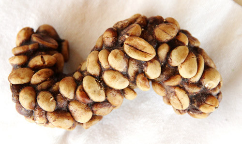 Hạt cà phê tróc vỏ được chồn thải ra cùng với phân của mình. Hạt cà phê tróc vỏ được chồn thải ra cùng với phân của mình.