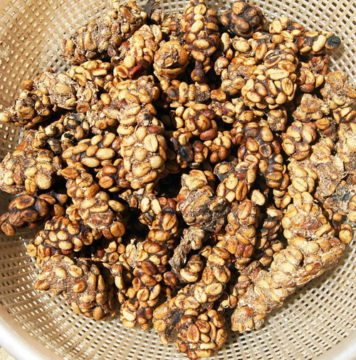 Từ số cà phê được chồn thải ra này, trải qua nhiều công đoạn mới tao ra một ly cà phê chồn thứ thiệt. Từ số cà phê được chồn thải ra này, trải qua nhiều công đoạn mới tao ra một ly cà phê chồn thứ thiệt.