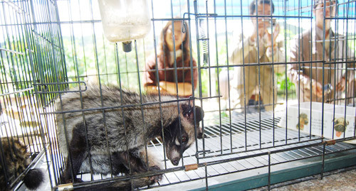 Tổng cộng có 120 con chồn tham gia tạo ra thứ cà phê đặc biệt. Tổng cộng có 120 con chồn tham gia tạo ra thứ cà phê đặc biệt.