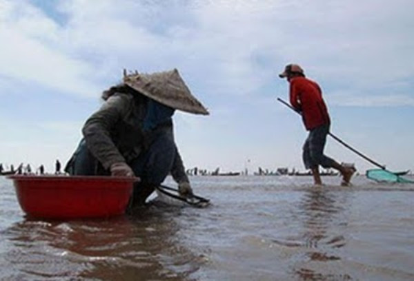 Ở Thủy Triều, người ta vẫn duy trì việc khai thác sò huyết bằng phương pháp thủ công. Khi triều xuống, người ta mang thúng nan lội bùn bắt sò. Khi chân đạp trúng sò, dùng các ngón chân quặp chặt rồi từ từ đưa lên, bàn tay thò xuống bắt con sò bỏ vào thúng. Có người dùng cào đề tìm sò. Khi sò nổi lên, người ta nhặt cho vào giỏ. Ở Thủy Triều, người ta vẫn duy trì việc khai thác sò huyết bằng phương pháp thủ công. Khi triều xuống, người ta mang thúng nan lội bùn bắt sò. Khi chân đạp trúng sò, dùng các ngón chân quặp chặt rồi từ từ đưa lên, bàn tay thò xuống bắt con sò bỏ vào thúng. Có người dùng cào đề tìm sò. Khi sò nổi lên, người ta nhặt cho vào giỏ.