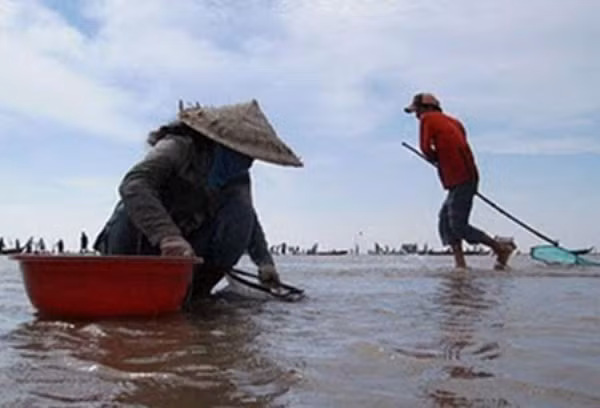 Ở Thủy Triều, người ta vẫn duy trì việc khai thác sò huyết bằng phương pháp thủ công. Khi triều xuống, người ta mang thúng nan lội bùn bắt sò. Khi chân đạp trúng sò, dùng các ngón chân quặp chặt rồi từ từ đưa lên, bàn tay thò xuống bắt con sò bỏ vào thúng. Có người dùng cào đề tìm sò. Khi sò nổi lên, người ta nhặt cho vào giỏ.