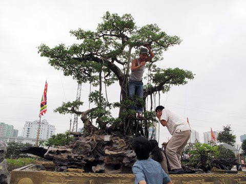 Những “siêu cây tiền tỷ” thuộc đối tượng quản lý của Quy chế đang được lấy ý kiến xây dựng.