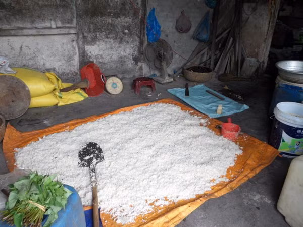 Cơm dùng để ủ men nấu rượu sau khi nấu chín sẽ được đổ ra tấm bạt nhàu nhĩ, đen kịt ngay trên nền nhà nhếch nhác, bẩn thỉu để cho nguội và rắc men.