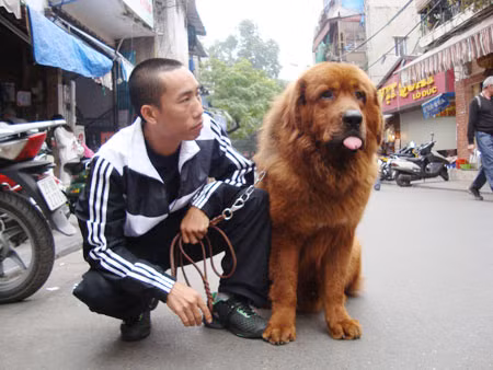 Anh Kỳ và chú ngao Tạng tên Đông Đông của mình. Ảnh: Minh Tùng.