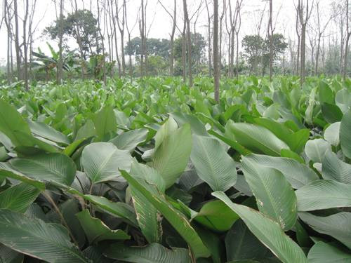 Đến Tràng Cát những ngày này, nhiều người sẽ không khỏi choáng ngợp bởi những cánh đồng lá dong xanh bạt ngàn. Đến Tràng Cát những ngày này, nhiều người sẽ không khỏi choáng ngợp bởi những cánh đồng lá dong xanh bạt ngàn.