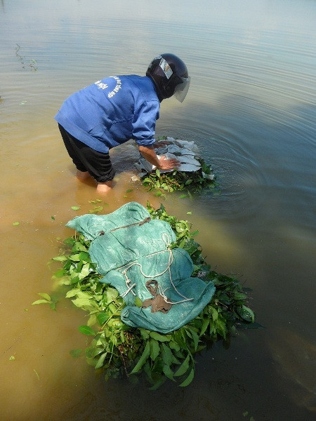 Tất cả các loại chè xanh đều bị rửa dưới dòng nước bẩn thỉu, vốn là nơi chăn thả vịt ngan của người dân ở xã Hữu Văn, Chương Mỹ, Hà Nội, Tất cả các loại chè xanh đều bị rửa dưới dòng nước bẩn thỉu, vốn là nơi chăn thả vịt ngan của người dân ở xã Hữu Văn, Chương Mỹ, Hà Nội,