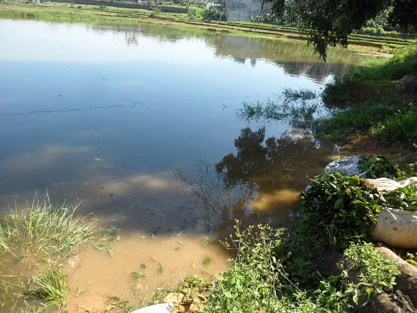 Nếu tận mắt chứng kiến những lá chè xanh được ngâm, rửa dưới dòng nước lềnh bềnh rác thải, phân vịt, phân gà như thế này thì liệu người tiêu dùng có dám mua về hãm nước uống hằng ngày?