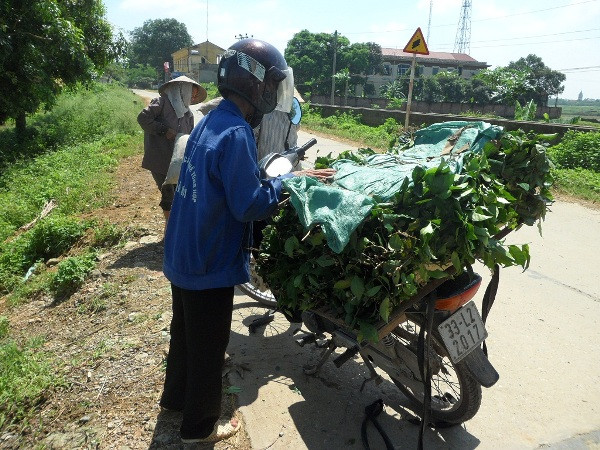 Những tải, bó chè xanh tươi ngon sau khi thu mua về sẽ được các lái buôn mang xuống các ao, hồ nước đục ngầu ngay cạnh đường đi để ngâm, rửa nhằm tăng cân trước khi đem đi bán. Những tải, bó chè xanh tươi ngon sau khi thu mua về sẽ được các lái buôn mang xuống các ao, hồ nước đục ngầu ngay cạnh đường đi để ngâm, rửa nhằm tăng cân trước khi đem đi bán.