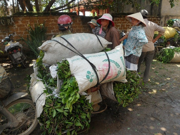 Từ chợ đầu mối này, những tải, bó chè xanh được ngâm rửa dưới dòng nước mất vệ sinh như vậy sẽ được mang đi khắp nơi tiêu thụ. Từ chợ đầu mối này, những tải, bó chè xanh được ngâm rửa dưới dòng nước mất vệ sinh như vậy sẽ được mang đi khắp nơi tiêu thụ.