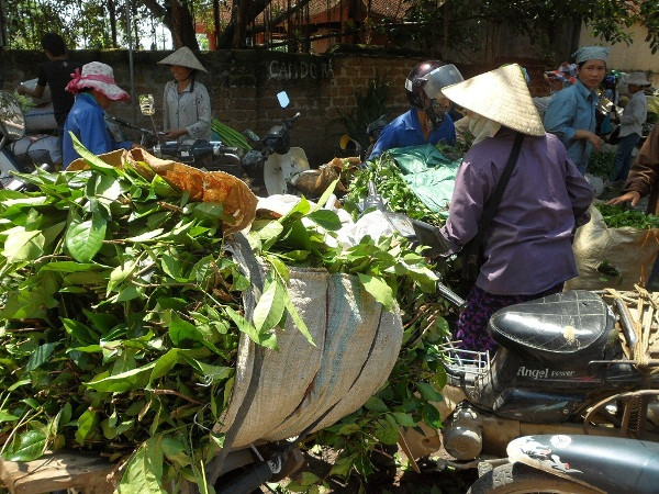 Sau khi được ngâm, rửa, chè xanh sẽ được tập kết lên chợ Chiều (xã Hữu Văn, Chương Mỹ, Hà Nội), chợ đầu mối nông sản khu vực ngoại thành Hà Nội, để các lái buôn nơi khác về thu gom. Sau khi được ngâm, rửa, chè xanh sẽ được tập kết lên chợ Chiều (xã Hữu Văn, Chương Mỹ, Hà Nội), chợ đầu mối nông sản khu vực ngoại thành Hà Nội, để các lái buôn nơi khác về thu gom.