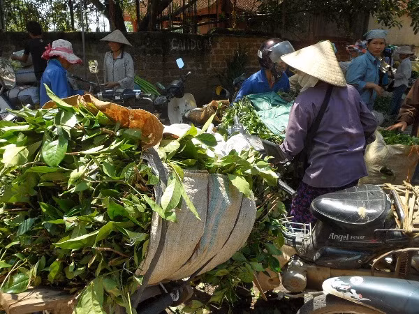 Sau khi được ngâm, rửa, chè xanh sẽ được tập kết lên chợ Chiều (xã Hữu Văn, Chương Mỹ, Hà Nội), chợ đầu mối nông sản khu vực ngoại thành Hà Nội, để các lái buôn nơi khác về thu gom.