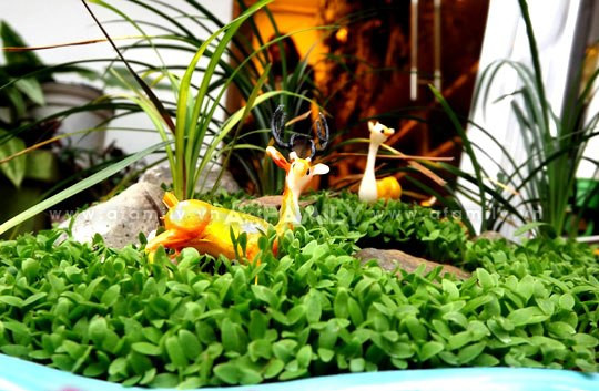 Thời gian tồn tại của những loài cây trên khá lâu. Nếu chăm sóc tốt thì cây sẽ xanh tươi qua cả mùa Noel. Riêng cây tùng có thể sống từ 4 đến 5 tháng. Đồng xanh... có giá 350.000 đồng/chậu. Thời gian tồn tại của những loài cây trên khá lâu. Nếu chăm sóc tốt thì cây sẽ xanh tươi qua cả mùa Noel. Riêng cây tùng có thể sống từ 4 đến 5 tháng. Đồng xanh... có giá 350.000 đồng/chậu.