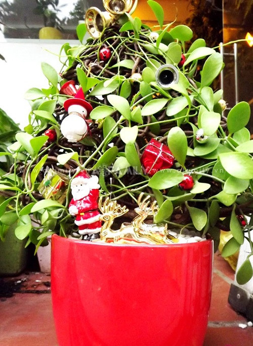 Dây leo hạt dưa cũng có thể sử dụng để tạo hình thông Noel lạ mắt có giá 300.000 đồng/chậu. Dây leo hạt dưa cũng có thể sử dụng để tạo hình thông Noel lạ mắt có giá 300.000 đồng/chậu.