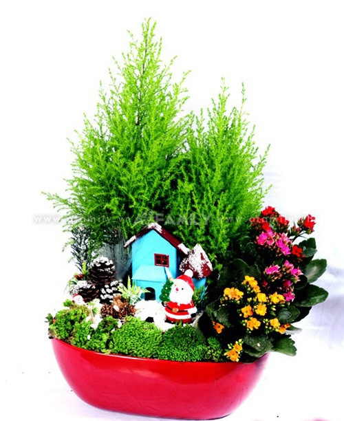 Loại chậu gồm 2 cây tùng sẽ có giá từ 600.000 đồng. Loại chậu gồm 2 cây tùng sẽ có giá từ 600.000 đồng.