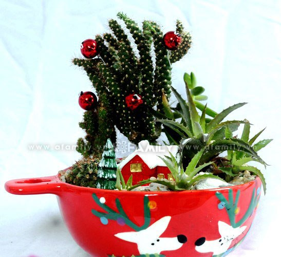 Chậu xương rồng có tay cầm đẹp mắt, gắn châu và nhà tuyết có giá 300.000 đồng/chậu. Chậu xương rồng có tay cầm đẹp mắt, gắn châu và nhà tuyết có giá 300.000 đồng/chậu.