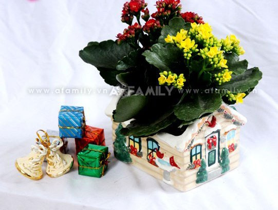 Ngộ nghĩnh với cây sống đời mọc lên từ ngôi nhà tuyết trắng... có giá khoảng 200.000/chậu. Ngộ nghĩnh với cây sống đời mọc lên từ ngôi nhà tuyết trắng... có giá khoảng 200.000/chậu.