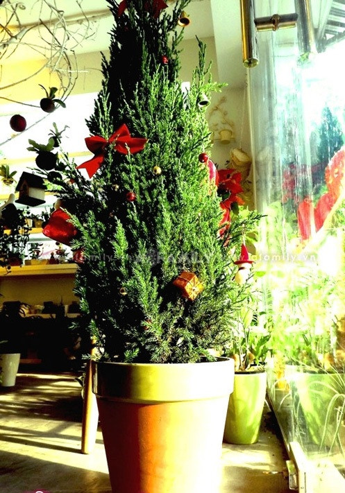 Loại tùng được sử dụng để thay cho cây thông Noel có giá 350.000 đồng/chậu. Loại tùng được sử dụng để thay cho cây thông Noel có giá 350.000 đồng/chậu.