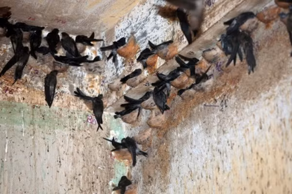 Có một điều may mắn, Khánh Hòa lại là nơi chim yến làm tổ nhiều nhất ở Việt Nam (hàng năm, Khánh Hòa thu được khoảng hơn 2 tấn tổ yến so với 600 - 700kg/năm ở Bình Định và Đà Nẵng). Để có được sản lượng tổ yến trên, Khánh Hòa đã hội đủ 3 yếu tố: thiên thời, địa lợi và nhân hòa.