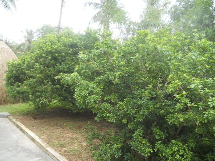 Ở "thủ phủ hoa ngâu", ngâu mọc đầy từ trong nhà ra ngoài ngõ Ở "thủ phủ hoa ngâu", ngâu mọc đầy từ trong nhà ra ngoài ngõ