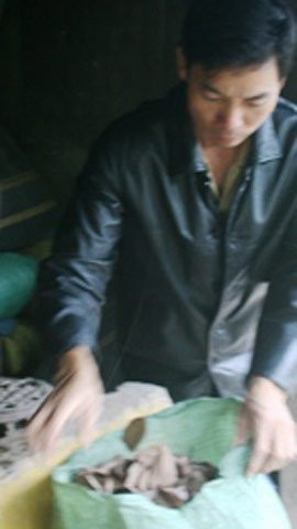 người dân Lục Ngan (Bắc Giang) ồ ạt thu gom lá vải thiều khô. người dân Lục Ngan (Bắc Giang) ồ ạt thu gom lá vải thiều khô.