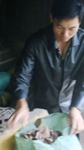 người dân Lục Ngan (Bắc Giang) ồ ạt thu gom lá vải thiều khô.