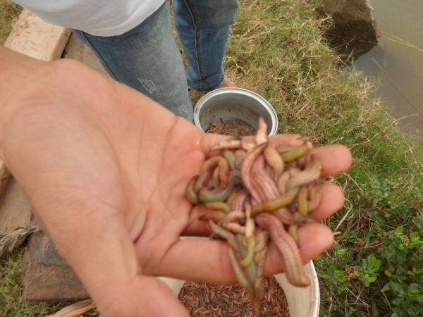 Những chú rươi có hình dạng rất giống loài rết nhưng thân rất mềm và có hai loại chính là rươi xanh (loại nhỏ) và rươi hồng (loại lớn).