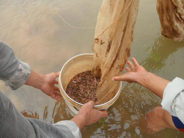 Theo nhiều người có thâm niên làm rươi ở thuộc xã Kim Tân (huyện Kim Sơn, tỉnh Ninh Bình), những năm trước từ cuối tháng chin, đầu tháng mười là bắt đầu có rươi nhưng năm nay, mùa rươi đến muộn, tận rằm tháng mười (âm lịch) rươi mới "bói" một vài con...