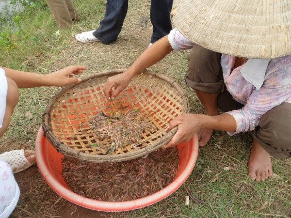 Rươi sau khi được vớt lên bờ sẽ được lọc cẩn thận để loại bỏ rác và tạp chất. Toàn bộ công việc này được làm theo một công đoạn rất cẩn thận và nhẹ nhàng vì nếu làm ẩu và mạnh tay, rươi sẽ bị dập than, vỡ ruột và chết.