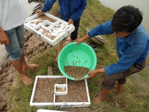 Sau mỗi vụ rươi, với giá thành như hiện nay (khoảng 350 – 400 nghìn đồng/1kg) mỗi gia đình làm rươi thường thu được 40 – 50 triệu đồng/vụ.