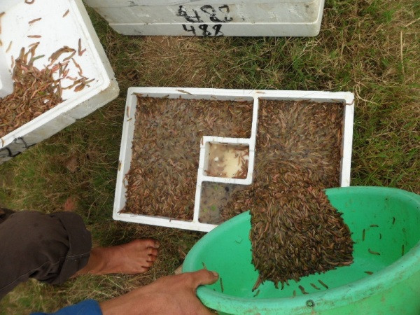 Sau khi loại bỏ hết rác và tạp chất, rươi sẽ được các lái buôn đưa vào thùng xốp có tưới nước lạnh để rươi co lại và nằm im, sau đó sẽ được đem đi các nơi tiêu thụ.