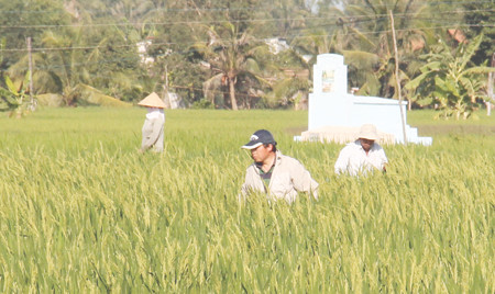 Ông Jiang (trước) và ông Nhu chăm sóc lúa (ảnh chụp ngày 17.2).