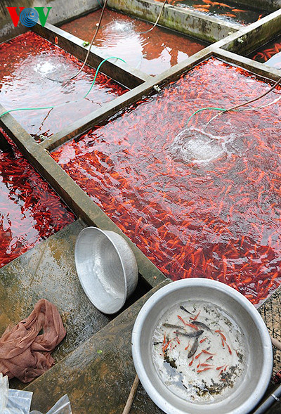 Cá được chia ra thành nhiều bể khác nhau để dễ phân loại