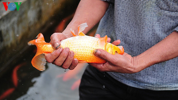 Cá mẹ vây dài, thân đỏ có xuất xứ từ Nhật Bản dùng để gây giốn