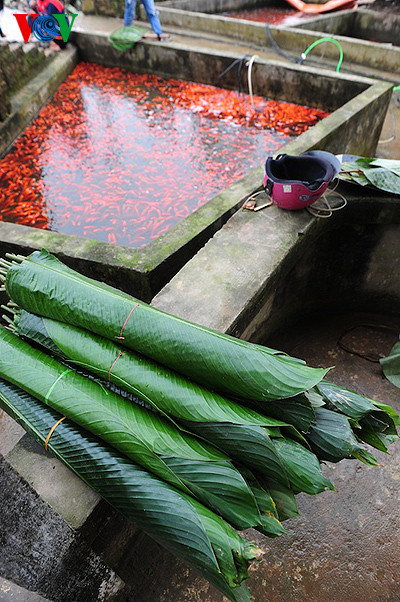 Nhiều người còn lựa chọn buôn lá dong gói bánh chưng.